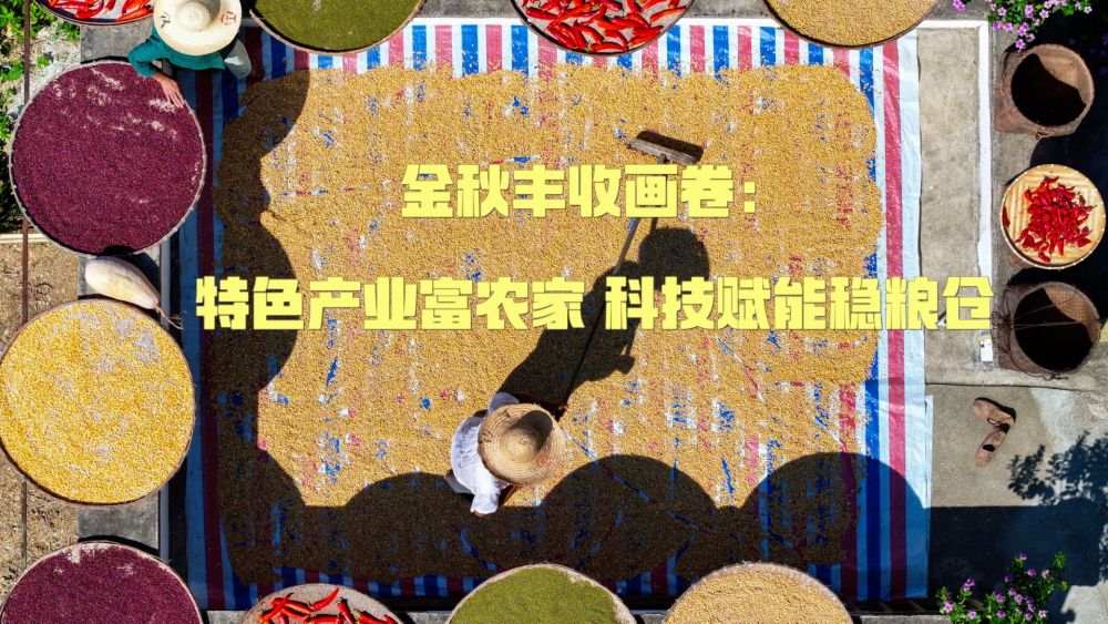 
北京鼓楼医院孙凌云黄牛代挂号电话票贩子号贩子网上预约挂号,住院检查加快,新华视点｜金秋丰收画卷：特色产业富农家 科技赋能稳粮仓