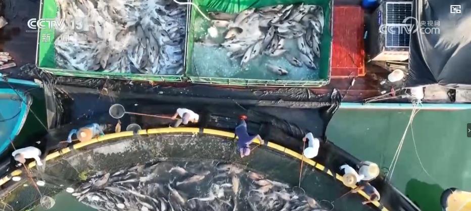 
北京肿瘤医院黄牛代挂号电话票贩子号贩子网上预约挂号,住院检查加快,“蓝色粮仓”迎丰收 科技赋能“海鲜自由”
