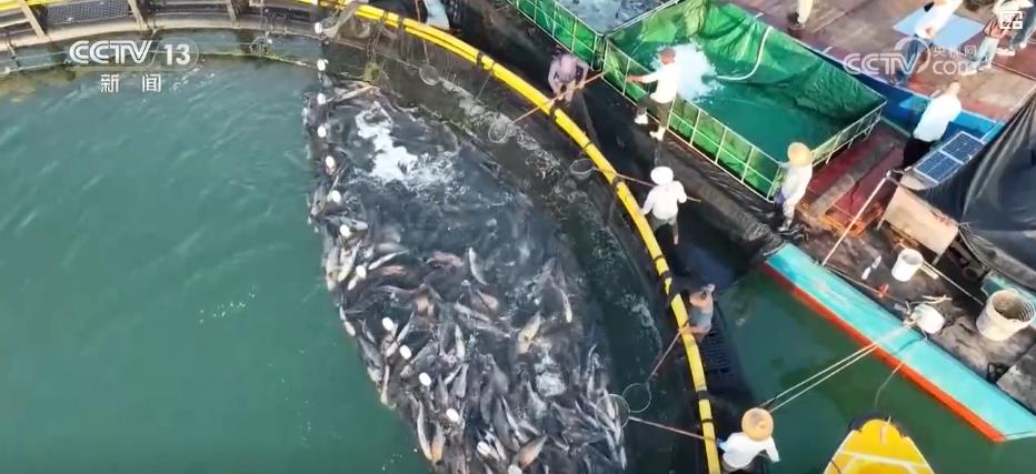 
北京肿瘤医院黄牛代挂号电话票贩子号贩子网上预约挂号,住院检查加快,“蓝色粮仓”迎丰收 科技赋能“海鲜自由”
