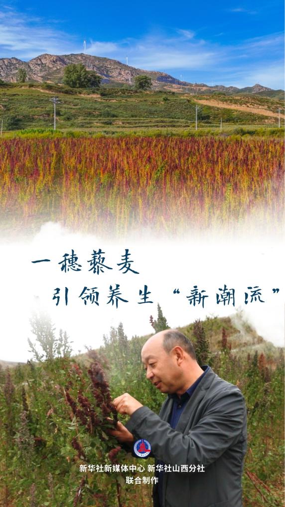 
首都医科大学附属北京胸科医院黄牛代挂号电话票贩子号贩子网上预约挂号,住院检查加快,黄土高原上的丰收故事：一穗藜麦，引领养生“新潮流”