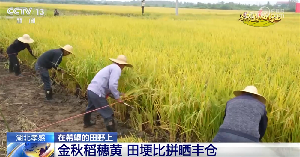 
浙江第二医院黄牛代挂号电话票贩子号贩子网上预约挂号,住院检查加快,广袤乡村绘就金秋九月好“丰”景 农业现代化成为百姓增收致富“密码”