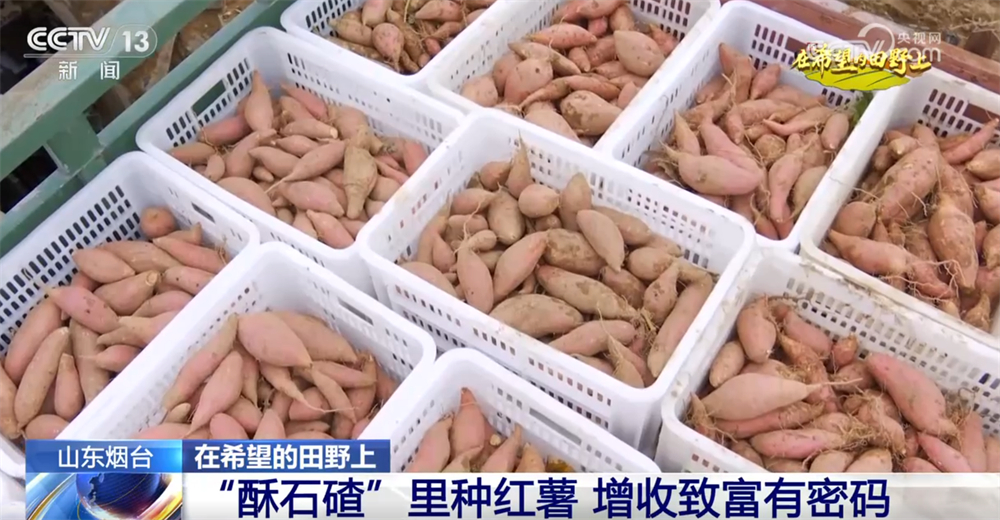 
浙江第二医院黄牛代挂号电话票贩子号贩子网上预约挂号,住院检查加快,广袤乡村绘就金秋九月好“丰”景 农业现代化成为百姓增收致富“密码”