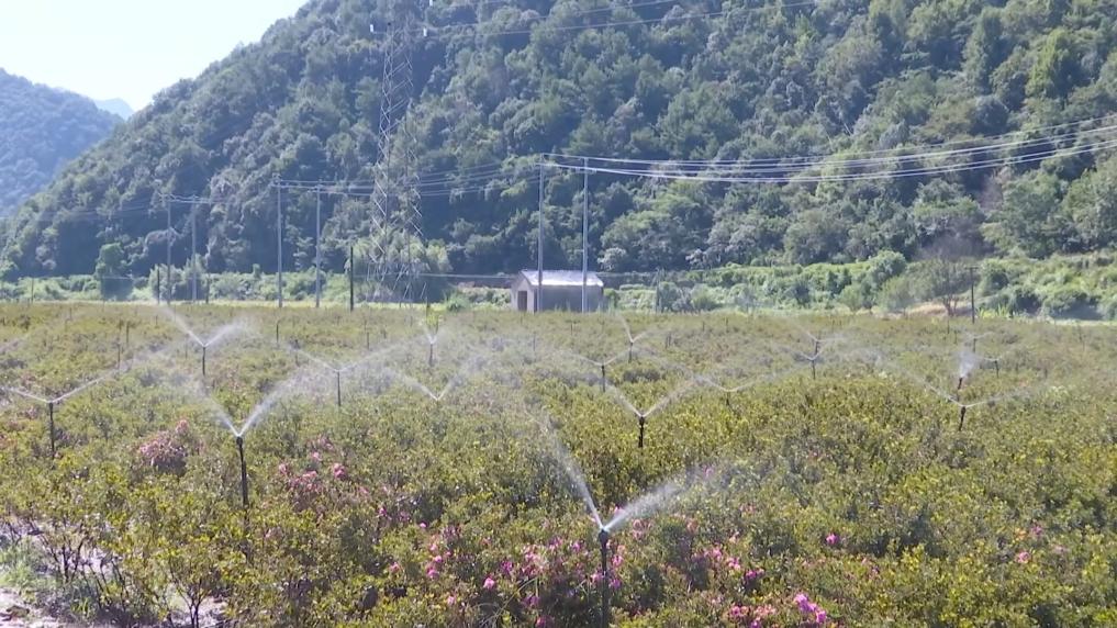 
天津各大医院黄牛代挂号电话票贩子号贩子网上预约挂号,住院检查加快,各地多维度发力 多元探索绘就乡村振兴新画卷