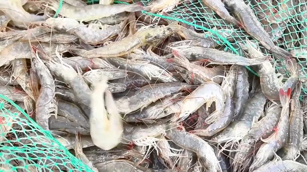 
上海肿瘤医院黄牛代挂号电话票贩子号贩子网上预约挂号,住院检查加快,新华视点｜特色产业兴乡村 多元经济促发展