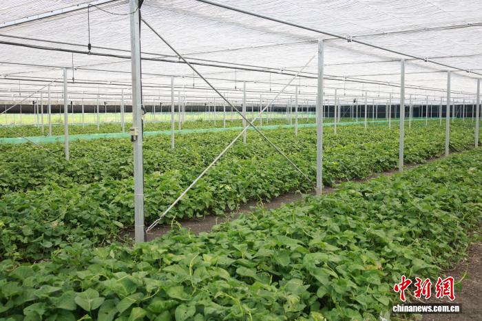 
天津各大医院黄牛代挂号电话票贩子号贩子网上预约挂号,住院检查加快,（走进中国乡村）浙北小蜗牛“爬”出共富链撬动西餐市场