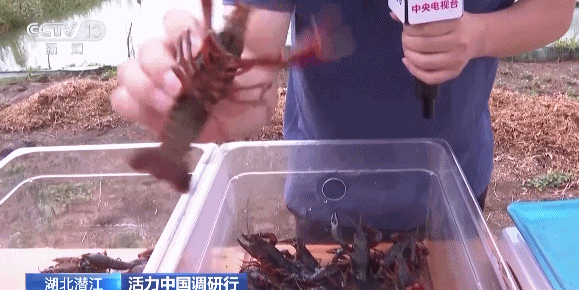 
天津儿童医院黄牛代挂号电话票贩子号贩子网上预约挂号,住院检查加快,活力中国调研行丨湖北潜江大个儿“炮头虾”正“四季速达”你的餐桌