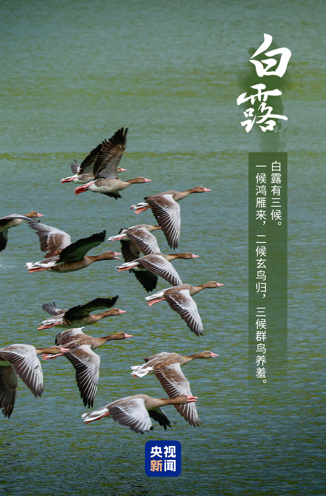 
医学科学院整形外科医院黄牛号贩子票贩子代网上预约代挂号电话今日白露，一组海报带你感受秋意渐浓