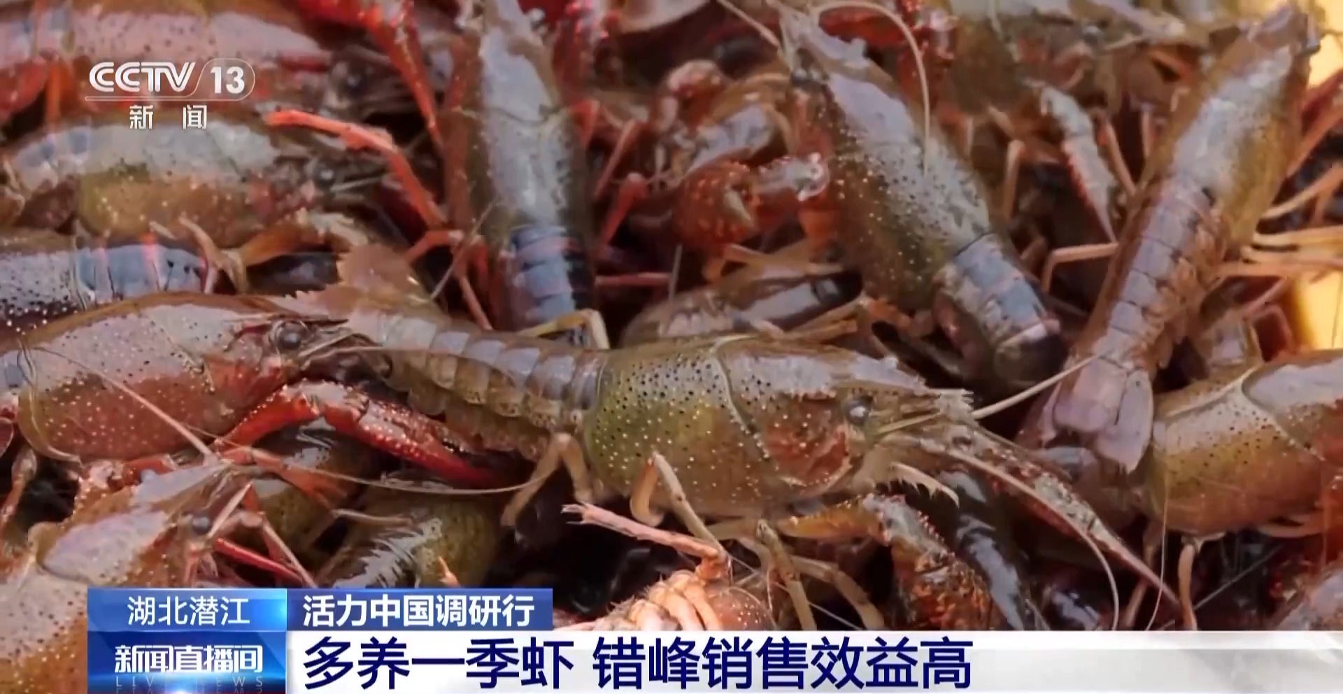 
天津儿童医院黄牛代挂号电话票贩子号贩子网上预约挂号,住院检查加快,活力中国调研行丨湖北潜江大个儿“炮头虾”正“四季速达”你的餐桌