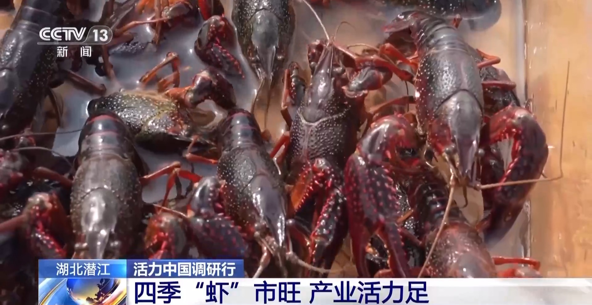 
天津儿童医院黄牛代挂号电话票贩子号贩子网上预约挂号,住院检查加快,活力中国调研行丨湖北潜江大个儿“炮头虾”正“四季速达”你的餐桌