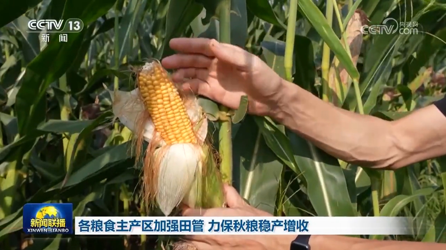 
东部战区总医院黄牛代挂号电话票贩子号贩子网上预约挂号,住院检查加快,各粮食主产区加强田管 力保秋粮稳产增收