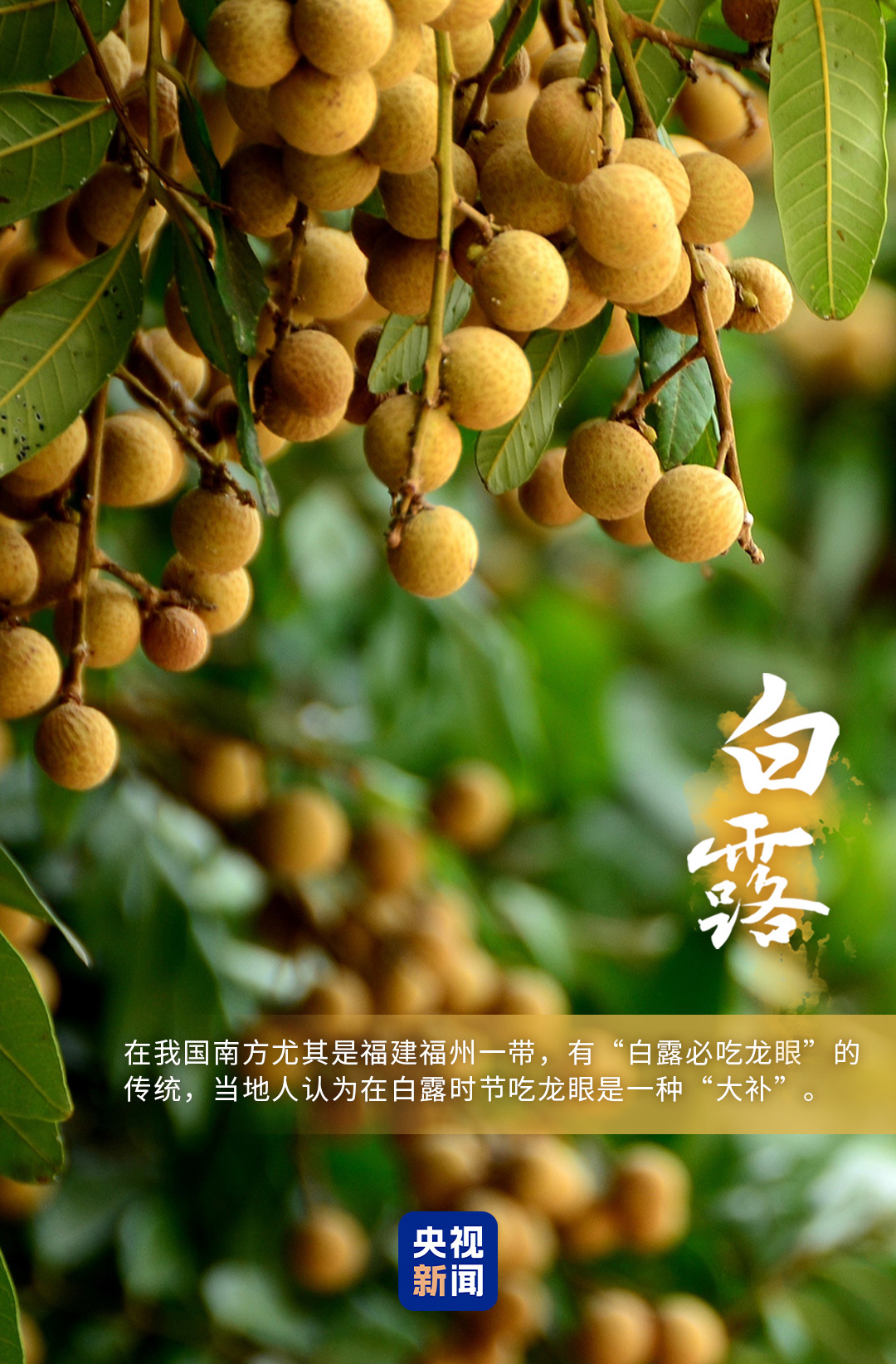 
医学科学院整形外科医院黄牛号贩子票贩子代网上预约代挂号电话今日白露，一组海报带你感受秋意渐浓