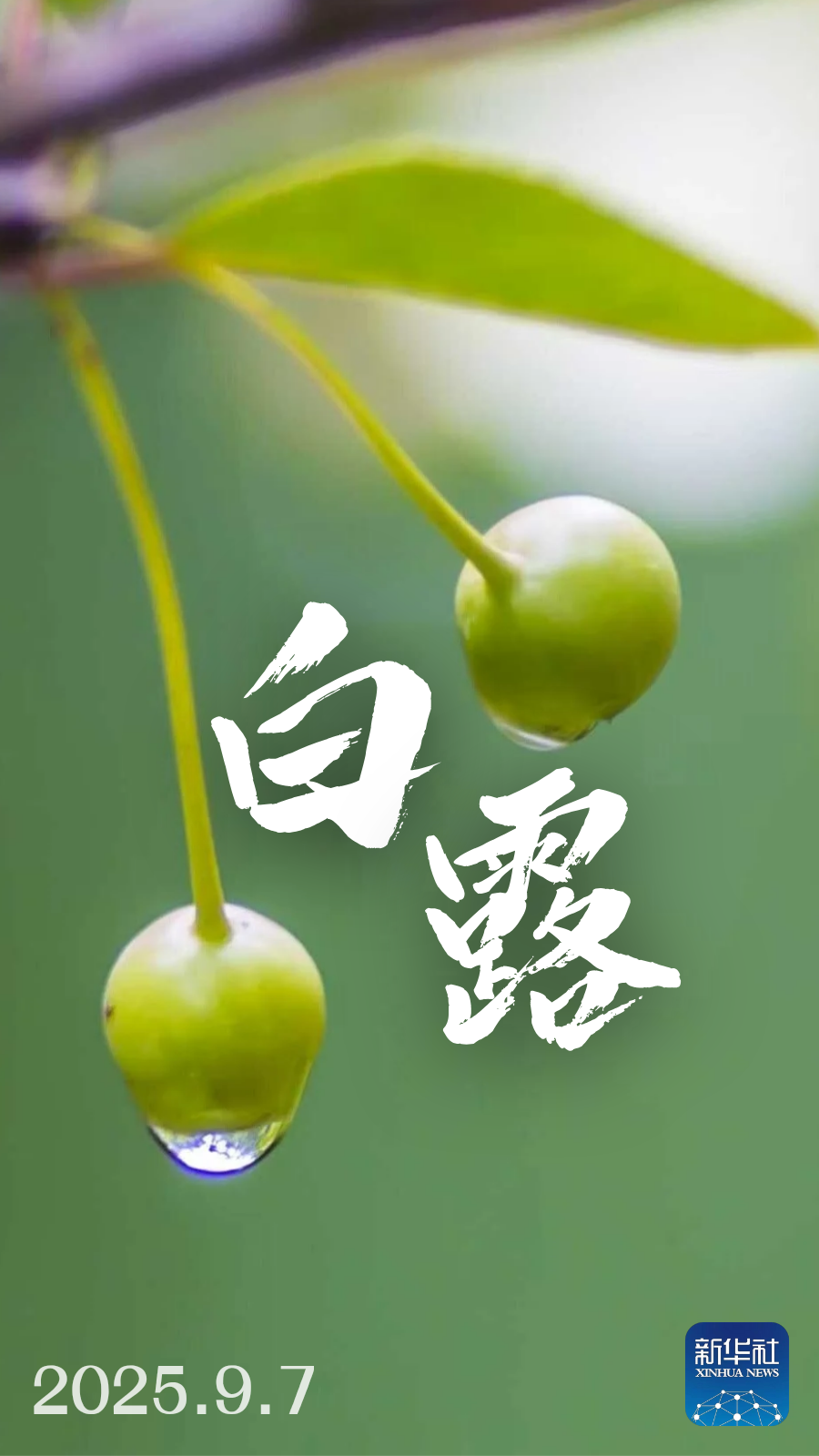 
西安西京医院黄牛代挂号电话票贩子号贩子网上预约挂号,住院检查加快,白露来了！