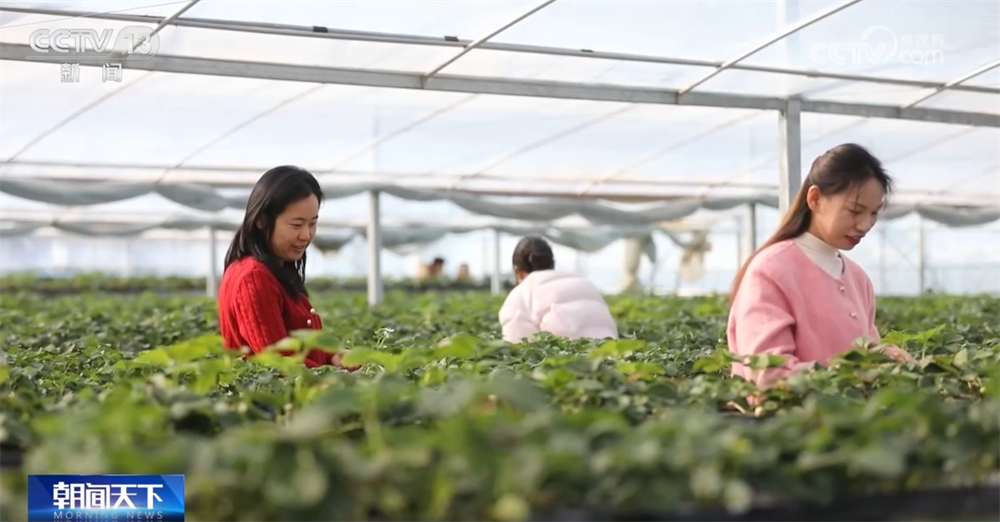 
广州市妇女儿童医疗中心黄牛代挂号电话票贩子号贩子网上预约挂号,住院检查加快,百姓“菜篮子”物丰量足“鲜”味浓 土特产点燃“年货经济”新引擎