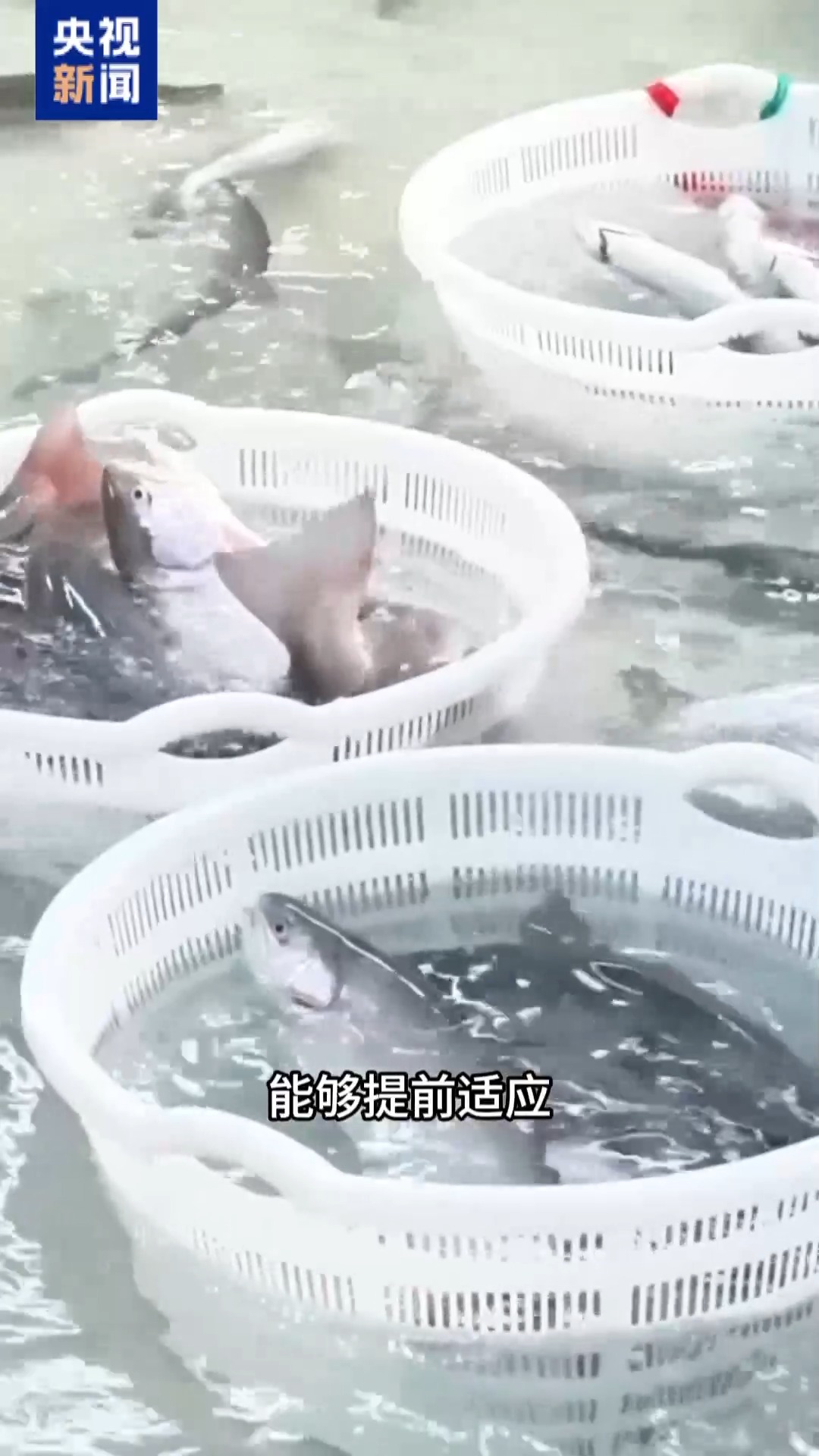 
杭州市一医院黄牛代挂号电话票贩子号贩子网上预约挂号,住院检查加快,“十五五”开好局 起好步丨三文鱼也要“搬家” 陆海接力养殖助力“蓝色粮仓”