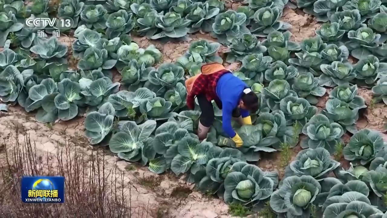 
南京儿童医院黄牛代挂号电话票贩子号贩子网上预约挂号,住院检查加快,“十五五”开好局起好步丨奋发进取 绘就乡村振兴新图景