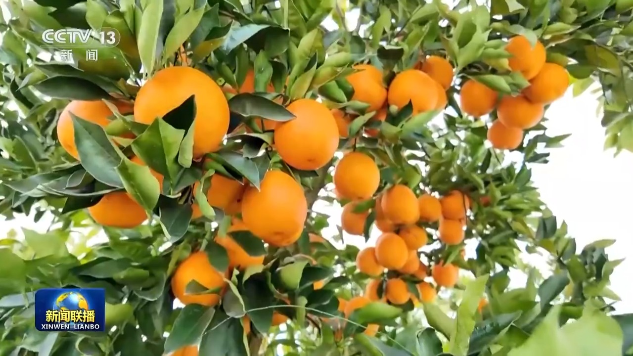 
南京儿童医院黄牛代挂号电话票贩子号贩子网上预约挂号,住院检查加快,“十五五”开好局起好步丨奋发进取 绘就乡村振兴新图景