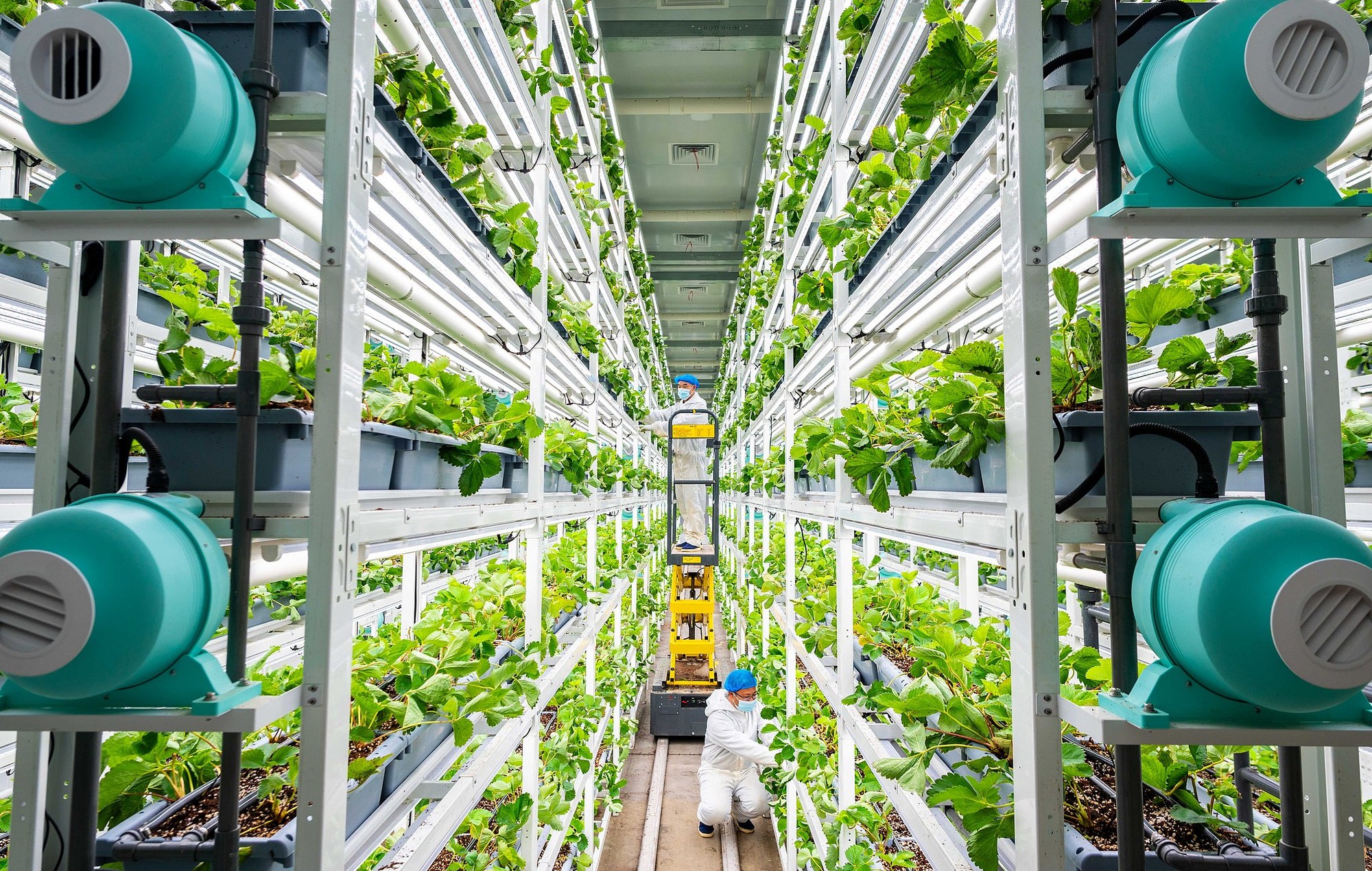 
长春吉大二院黄牛代挂号电话票贩子号贩子网上预约挂号,住院检查加快,晶采观察丨“十五五”开局！新质生产力赋能 中国农业现代化“智慧大升级”