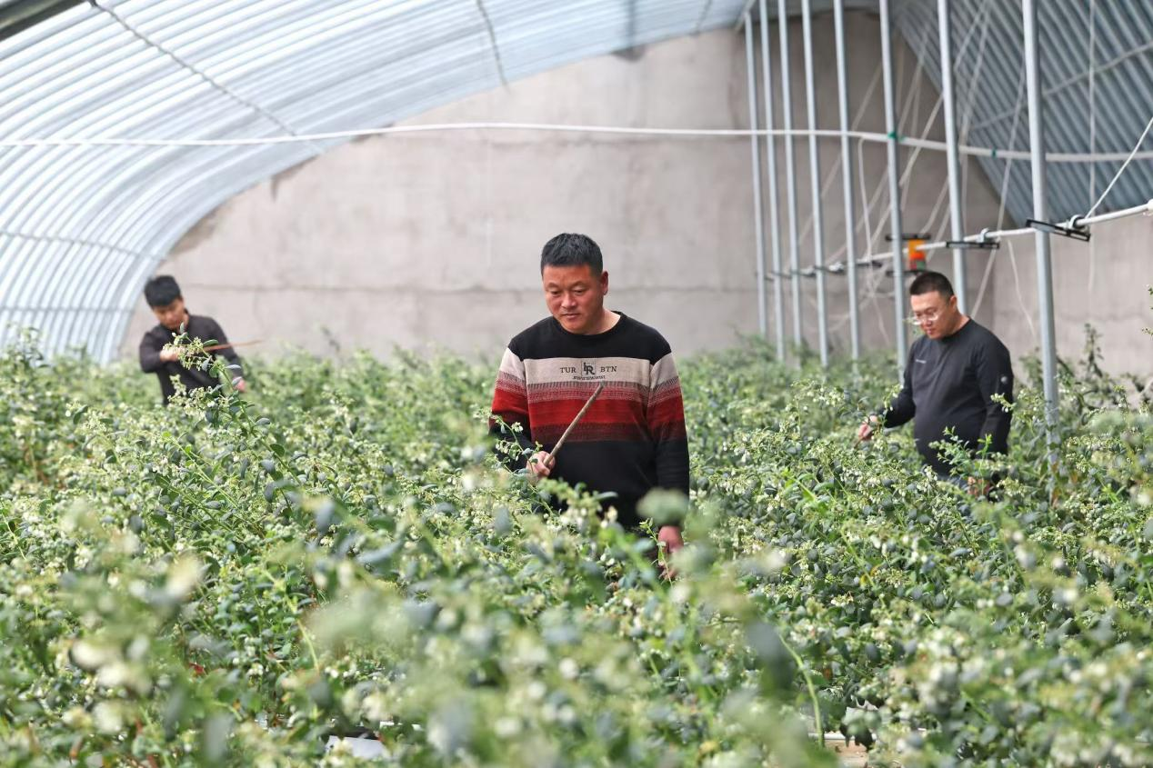 
北京中日友好医院黄牛代挂号电话票贩子号贩子网上预约挂号,住院检查加快,辽宁：祝家沟村的幸福新生活