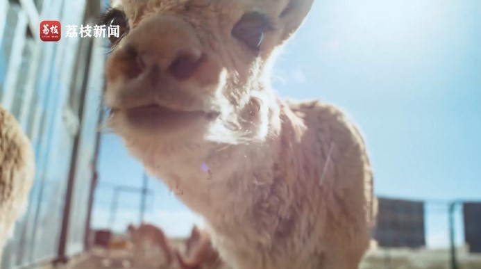 
广州中山眼科医院黄牛代挂号电话票贩子号贩子网上预约挂号,住院检查加快,滚滚长江·上篇：缘起世界屋脊 绵延万里的生命律动和自然之美