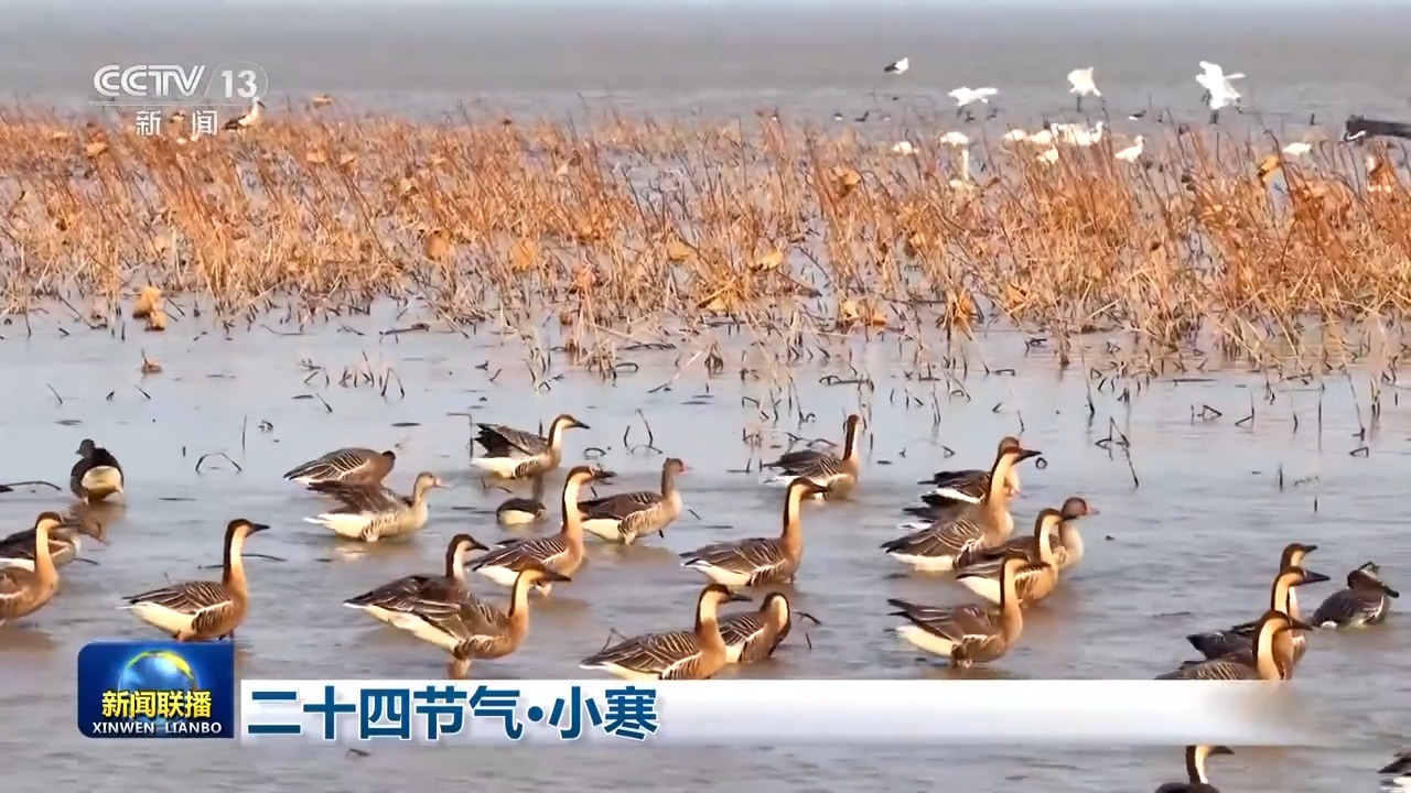 
南京金陵医院黄牛代挂号电话票贩子号贩子网上预约挂号,住院检查加快,文化中国行丨二十四节气·小寒 梅绽小寒枝头 大雁渐次北归