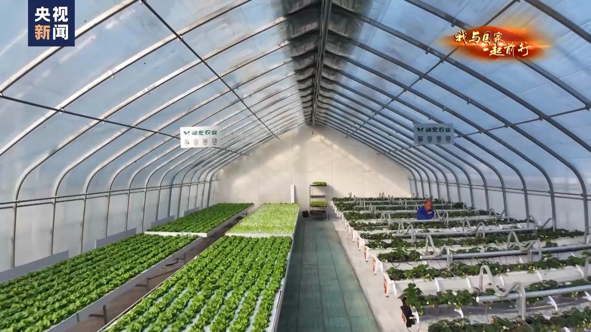 
南京各大医院黄牛代挂号电话票贩子号贩子网上预约挂号,住院检查加快,我与国家一起前行丨到“中国蔬菜之乡” 看28岁新农人的梦想菜园