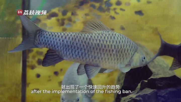 
上海儿科医院黄牛代挂号电话票贩子号贩子网上预约挂号,住院检查加快,滚滚长江·下篇：奔流万里入海 万物共生的守护初心与时代答卷