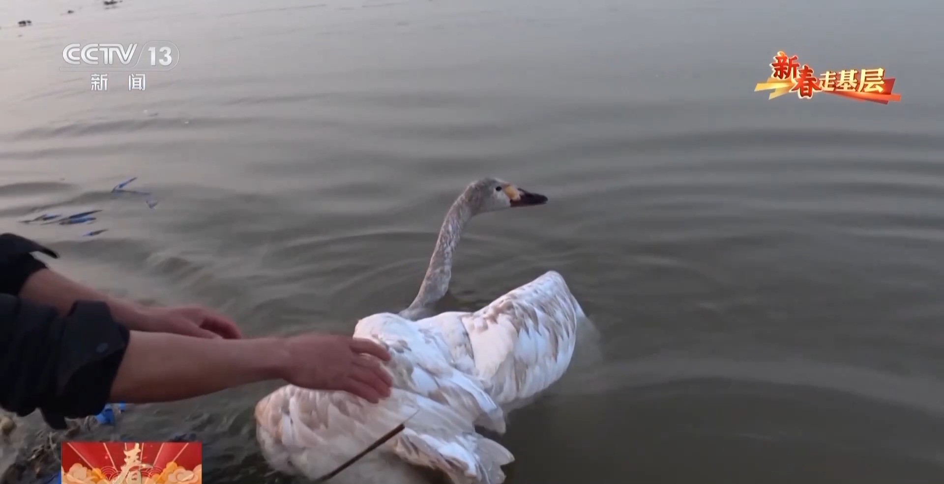 
北医六院黄牛代挂号电话票贩子号贩子网上预约挂号,住院检查加快,新春走基层丨父子接力书写洞庭湖畔的护鸟故事