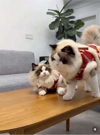 西安西京医院黄牛代挂号电话票贩子号贩子网上预约挂号,住院检查加快,当“00后”开始“自定义”团圆