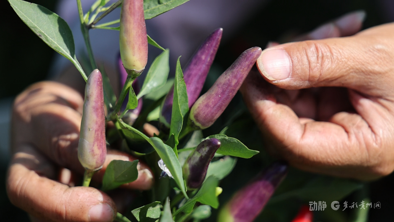
上海眼耳鼻喉科医院黄牛代挂号电话票贩子号贩子网上预约挂号,住院检查加快,新春走基层丨“借”个夏天种辣椒——贵州辣椒育种团队的南繁故事