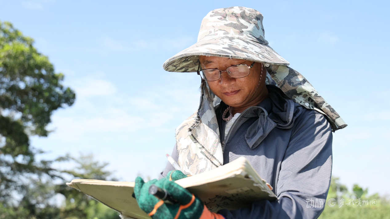 
上海眼耳鼻喉科医院黄牛代挂号电话票贩子号贩子网上预约挂号,住院检查加快,新春走基层丨“借”个夏天种辣椒——贵州辣椒育种团队的南繁故事