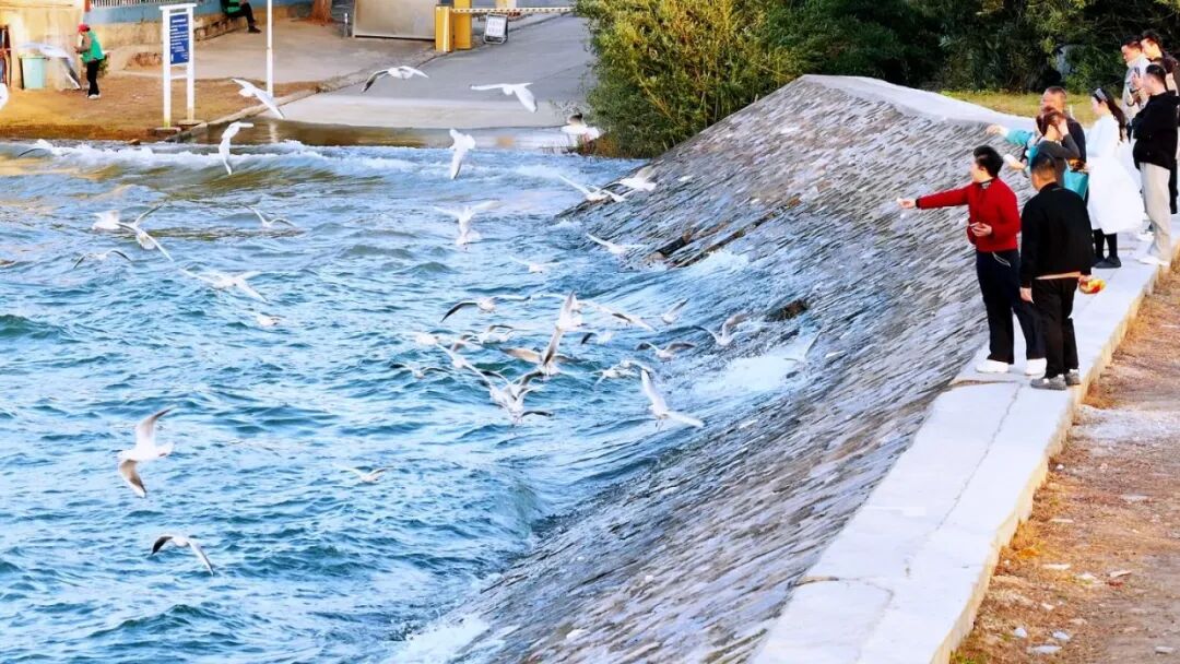 
杭州市儿童医院黄牛代挂号电话票贩子号贩子网上预约挂号,住院检查加快,一群红嘴鸥的南水之约丨新春走基层