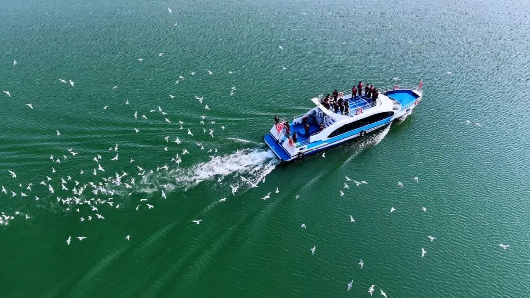 
杭州市儿童医院黄牛代挂号电话票贩子号贩子网上预约挂号,住院检查加快,一群红嘴鸥的南水之约丨新春走基层