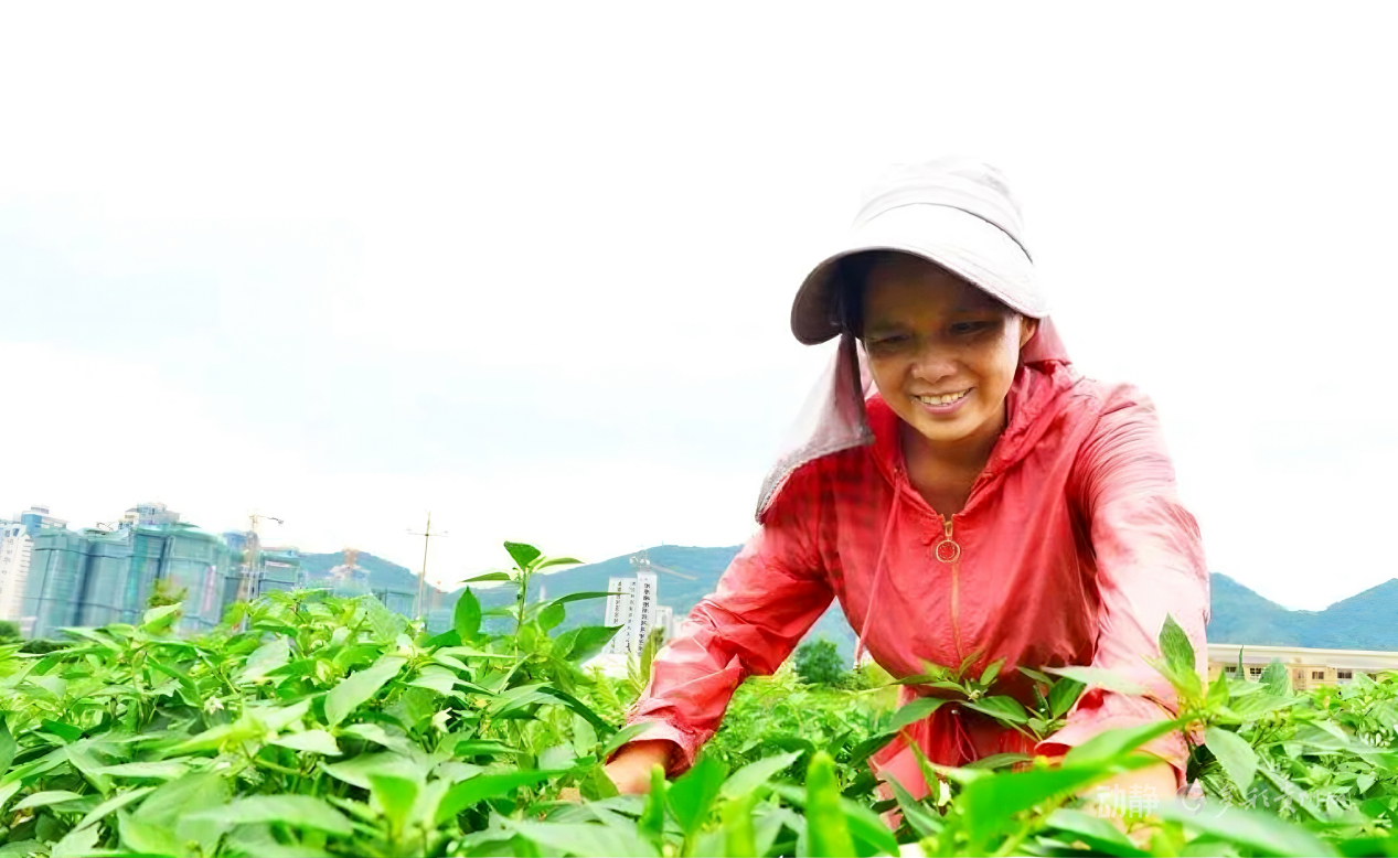 
上海眼耳鼻喉科医院黄牛代挂号电话票贩子号贩子网上预约挂号,住院检查加快,新春走基层丨“借”个夏天种辣椒——贵州辣椒育种团队的南繁故事