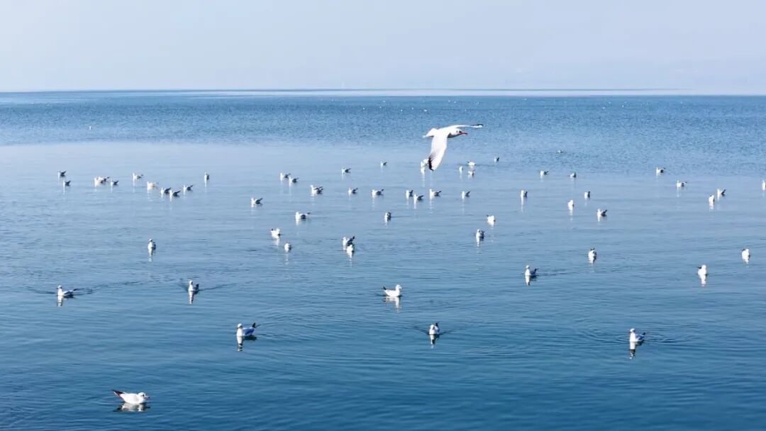 
杭州市儿童医院黄牛代挂号电话票贩子号贩子网上预约挂号,住院检查加快,一群红嘴鸥的南水之约丨新春走基层