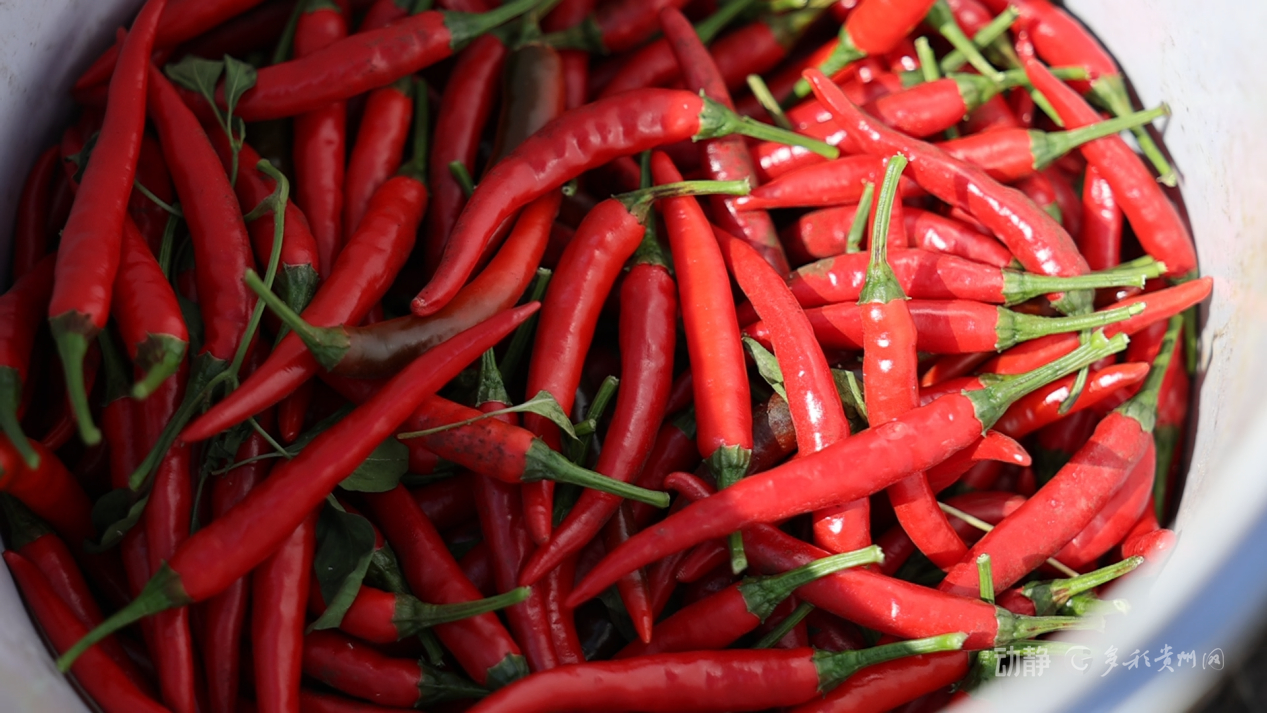 
上海眼耳鼻喉科医院黄牛代挂号电话票贩子号贩子网上预约挂号,住院检查加快,新春走基层丨“借”个夏天种辣椒——贵州辣椒育种团队的南繁故事