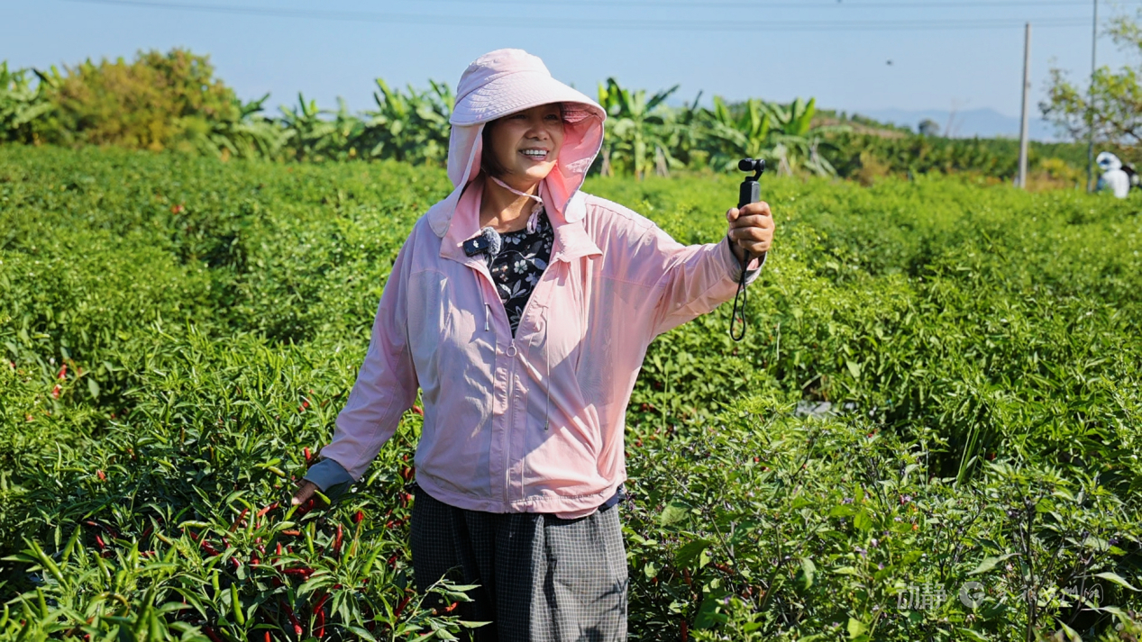 
上海眼耳鼻喉科医院黄牛代挂号电话票贩子号贩子网上预约挂号,住院检查加快,新春走基层丨“借”个夏天种辣椒——贵州辣椒育种团队的南繁故事