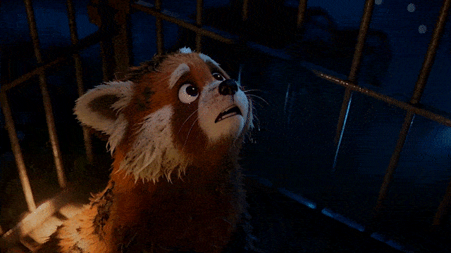 北京广安门中医院黄牛代挂号电话票贩子号贩子网上预约挂号,住院检查加快,【视频】救命,还是守证?小熊猫的归途不能等