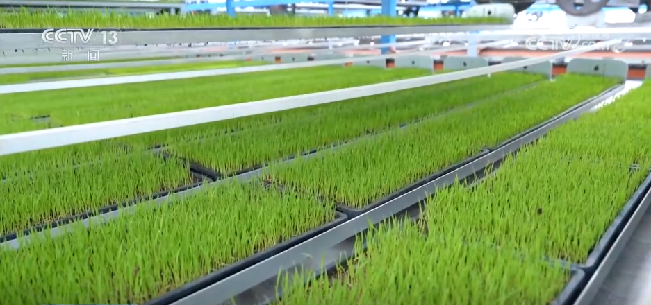 
广州市第一人民医院黄牛代挂号电话票贩子号贩子网上预约挂号,住院检查加快,各地积极开展春耕春管工作 希望的田野上“苗”绘多彩春景图