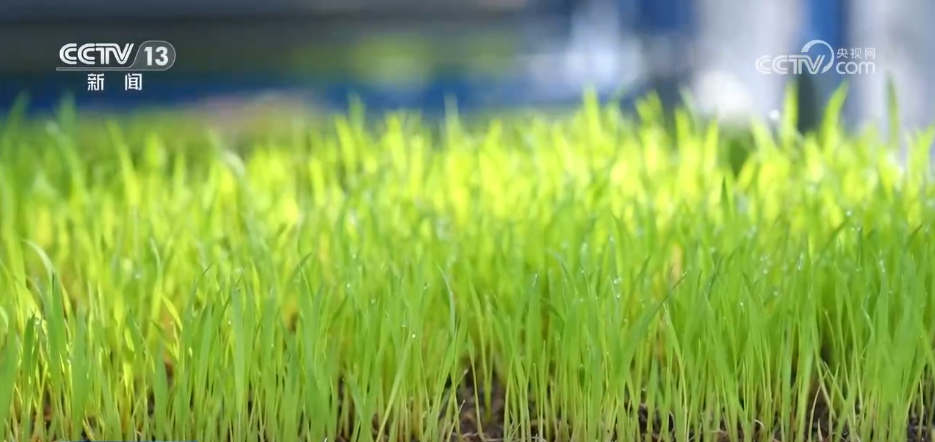 
广州市第一人民医院黄牛代挂号电话票贩子号贩子网上预约挂号,住院检查加快,各地积极开展春耕春管工作 希望的田野上“苗”绘多彩春景图