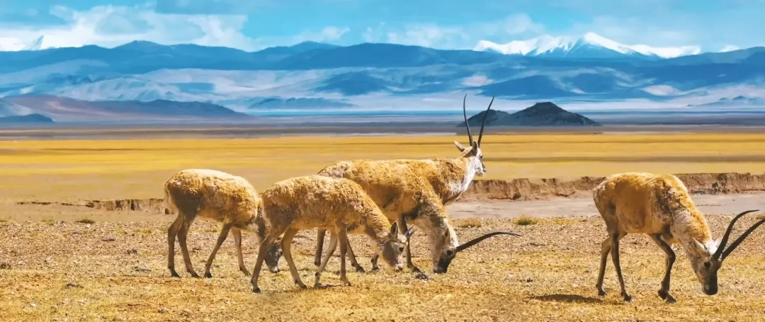 
广东省中医院黄牛代挂号电话票贩子号贩子网上预约挂号,住院检查加快,给长江的情书