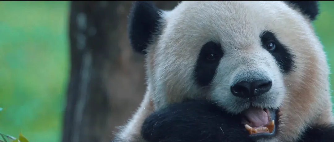 
广东省中医院黄牛代挂号电话票贩子号贩子网上预约挂号,住院检查加快,给长江的情书