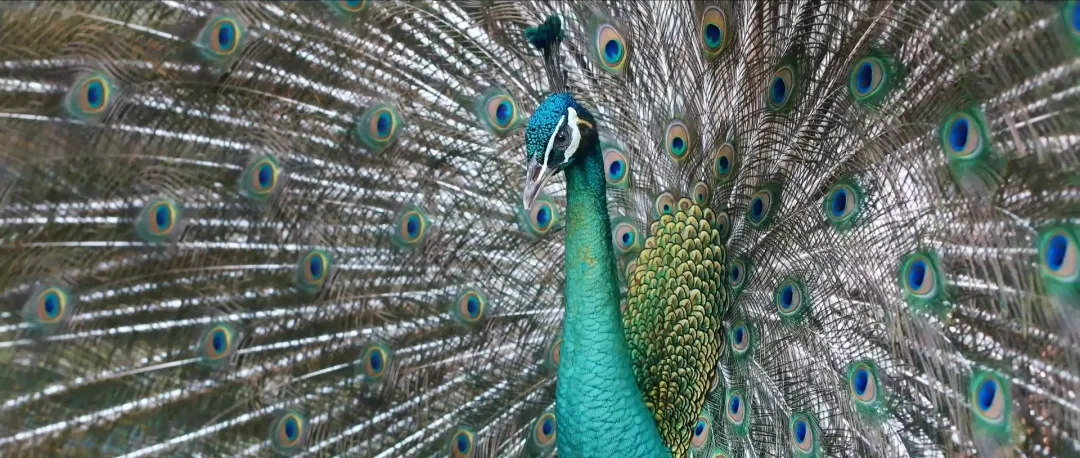 
广东省中医院黄牛代挂号电话票贩子号贩子网上预约挂号,住院检查加快,给长江的情书