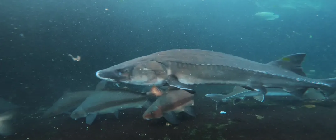 
广东省中医院黄牛代挂号电话票贩子号贩子网上预约挂号,住院检查加快,给长江的情书