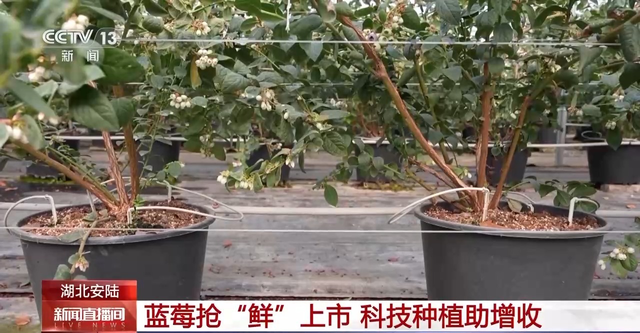 
北京中医院黄牛代挂号电话票贩子号贩子网上预约挂号,住院检查加快,多样“春日味道”抢鲜上市 你最想尝哪一种？