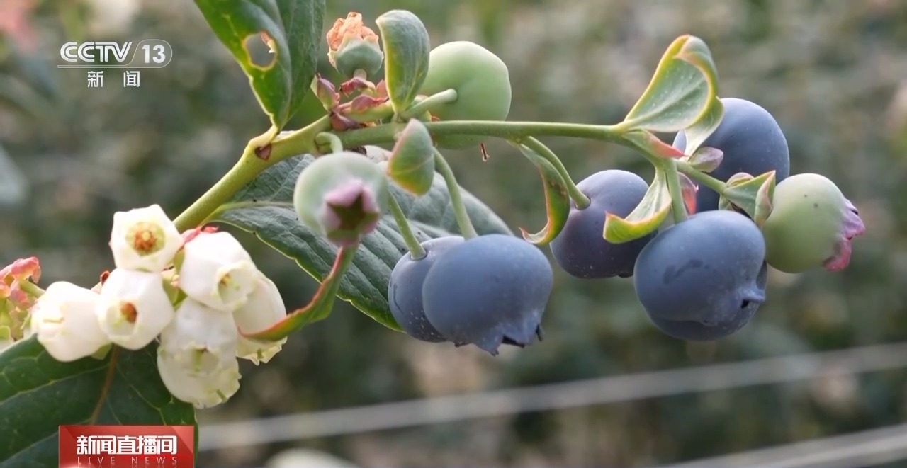 
北京中医院黄牛代挂号电话票贩子号贩子网上预约挂号,住院检查加快,多样“春日味道”抢鲜上市 你最想尝哪一种？