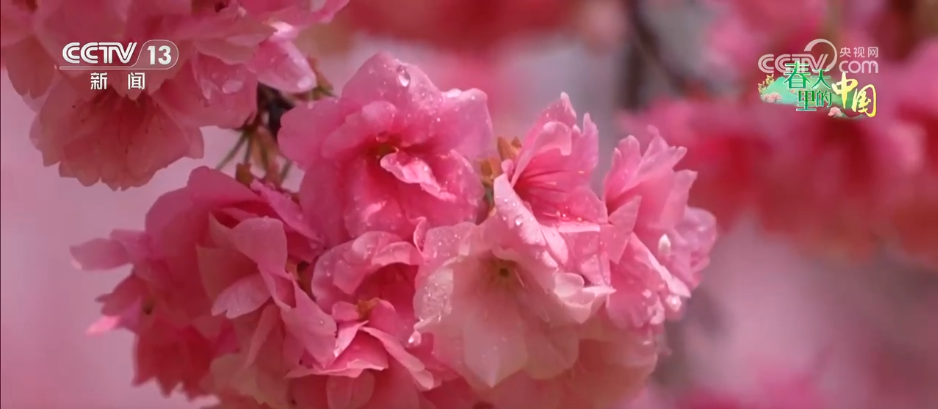 
南京各大医院黄牛代挂号电话票贩子号贩子网上预约挂号,住院检查加快,以花为媒解锁“赏花经济”新活力 沉浸式“春日嘉年华”焕发文旅“美丽”动能