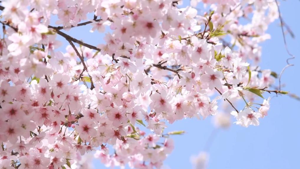 
上海华山医院黄牛代挂号电话票贩子号贩子网上预约挂号,住院检查加快,新华视点｜春潮涌动兴产业 多措并举促振兴