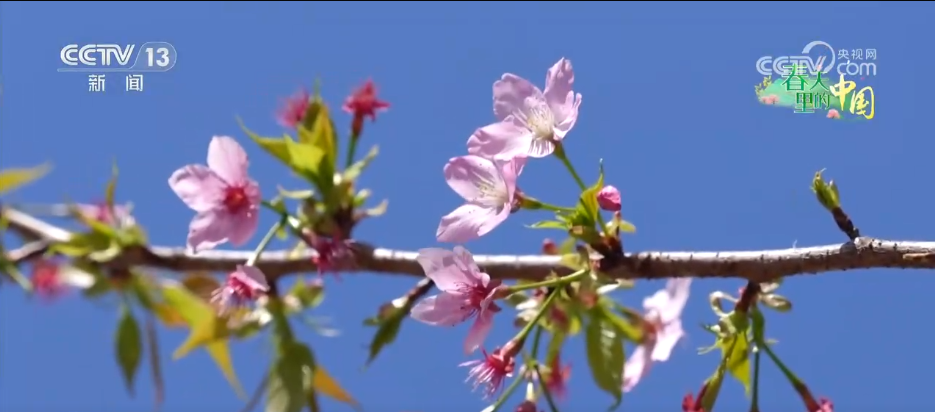
杭州市人民医院黄牛代挂号电话票贩子号贩子网上预约挂号,住院检查加快,春日景色唤醒 “美丽经济” 赏花游成为农文旅消费新热点