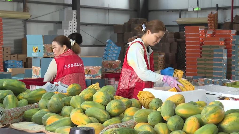 
上海华山医院黄牛代挂号电话票贩子号贩子网上预约挂号,住院检查加快,新华视点｜春潮涌动兴产业 多措并举促振兴