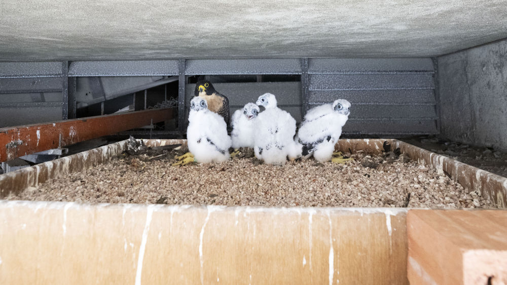 
广东省中医院黄牛代挂号电话票贩子号贩子网上预约挂号,住院检查加快,新加坡：保护游隼雏鸟